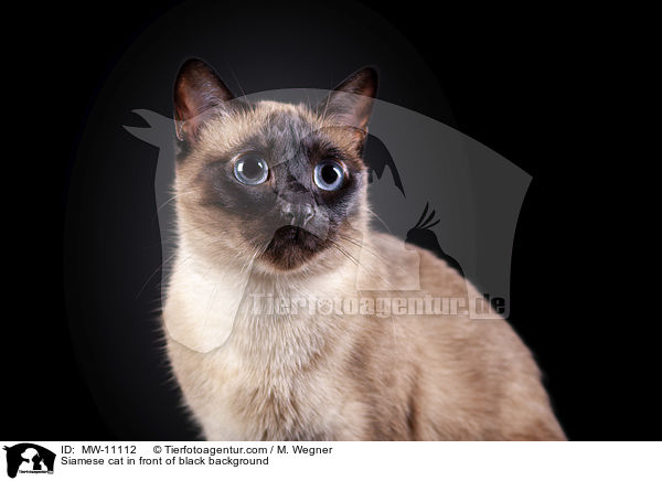 Siamkatze vor schwarzem Hintergrund / Siamese cat in front of black background / MW-11112