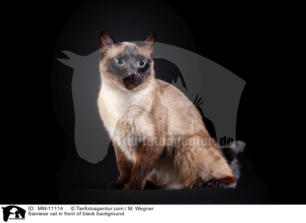 Siamkatze vor schwarzem Hintergrund / Siamese cat in front of black background / MW-11114