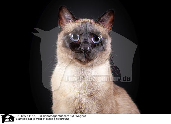 Siamkatze vor schwarzem Hintergrund / Siamese cat in front of black background / MW-11116
