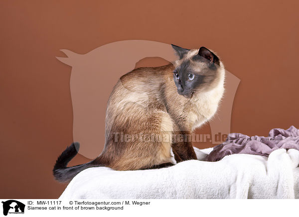 Siamkatze vor braunem Hintergrund / Siamese cat in front of brown background / MW-11117