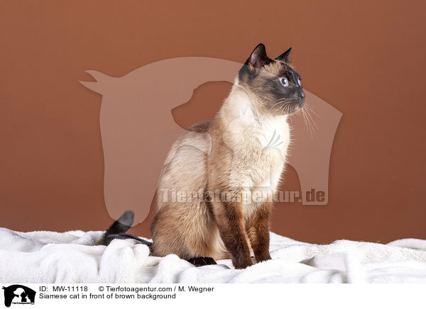 Siamkatze vor braunem Hintergrund / Siamese cat in front of brown background / MW-11118