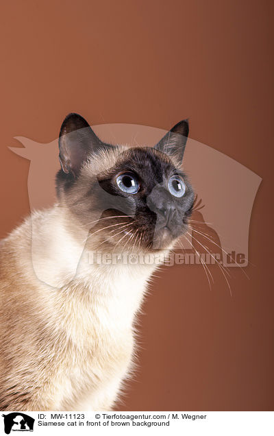 Siamkatze vor braunem Hintergrund / Siamese cat in front of brown background / MW-11123