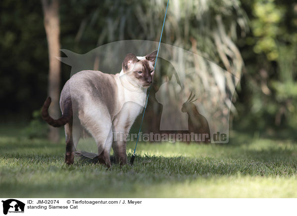 standing Siamese Cat / JM-02074
