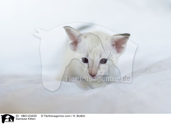 Siamese Kitten / HBO-03626