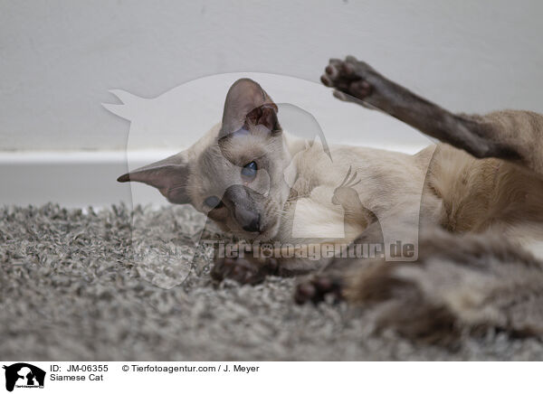 Siamese Cat / JM-06355