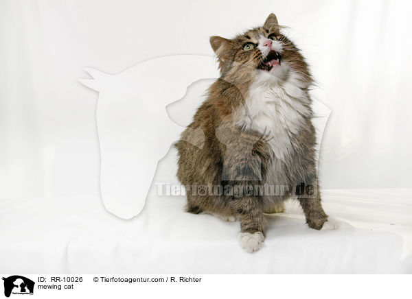 mautzende Katze / mewing cat / RR-10026