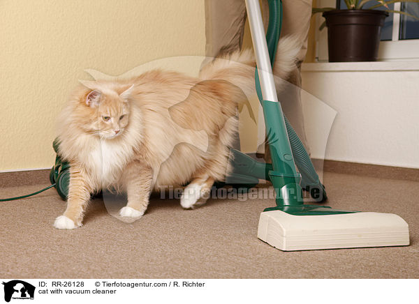 Katze mit Staubsauger / cat with vacuum cleaner / RR-26128