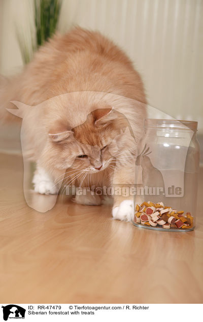 Siberian forestcat with treats / RR-47479