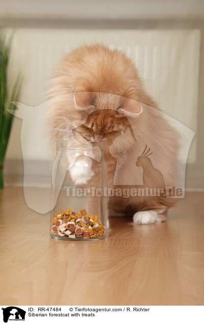 Siberian forestcat with treats / RR-47484