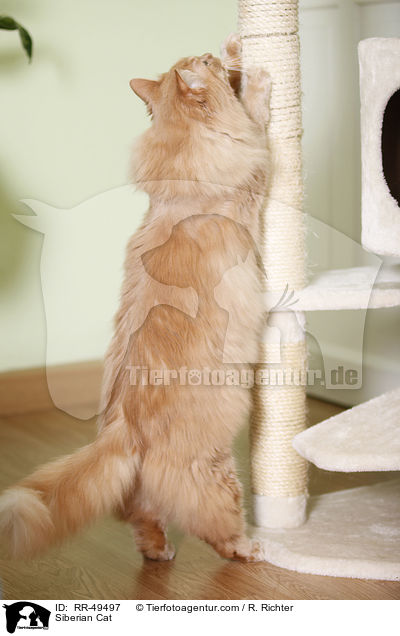 Sibirische Katze / Siberian Cat / RR-49497