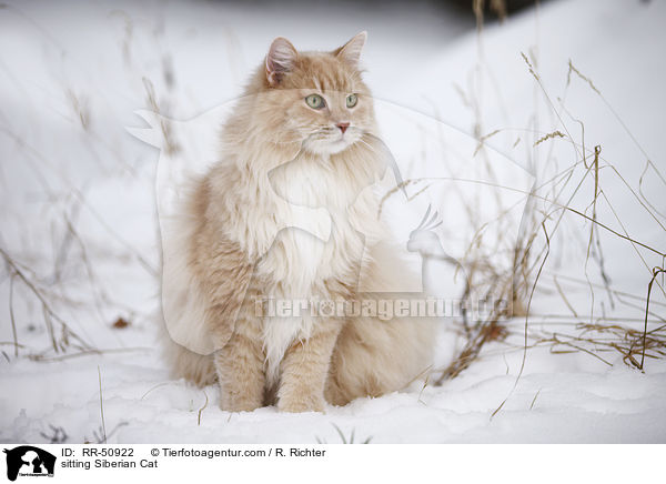 sitting Siberian Cat / RR-50922