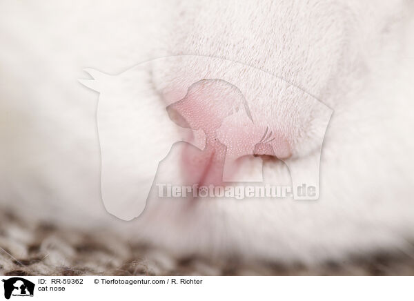 cat nose / RR-59362