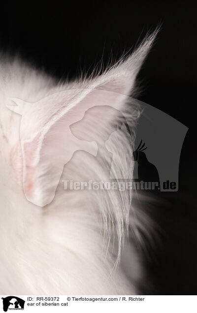 ear of siberian cat / RR-59372
