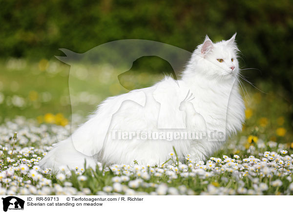 Siberian cat standing on meadow / RR-59713
