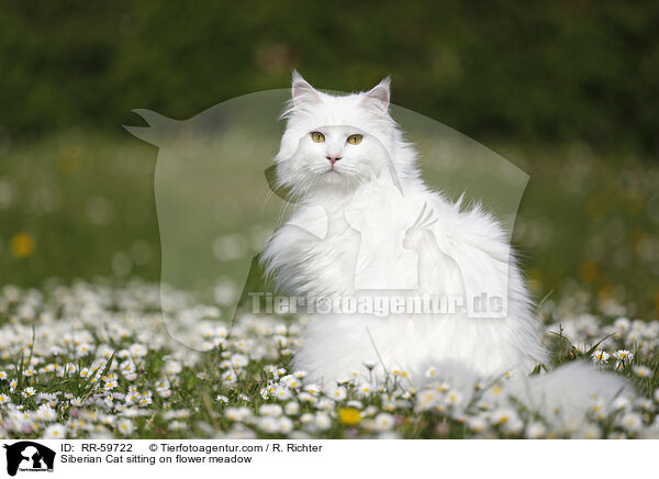 Siberian Cat sitting on flower meadow / RR-59722