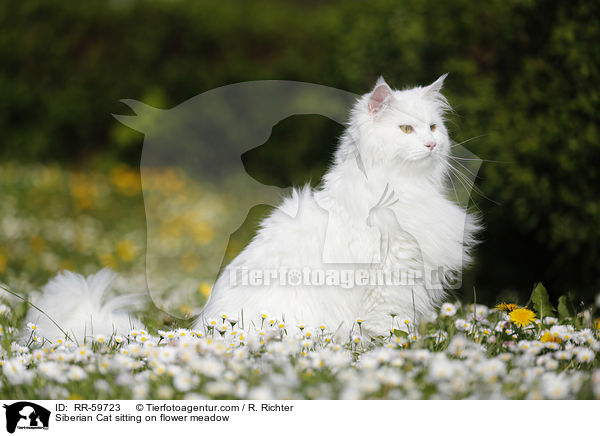 Sibirische Katze sitzt in Blumenwiese / Siberian Cat sitting on flower meadow / RR-59723