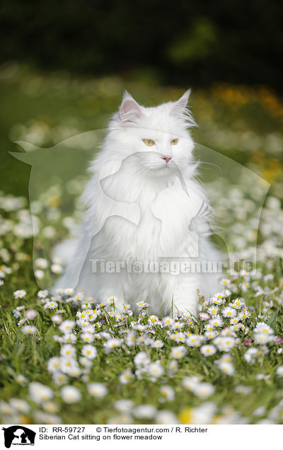 Sibirische Katze sitzt in Blumenwiese / Siberian Cat sitting on flower meadow / RR-59727