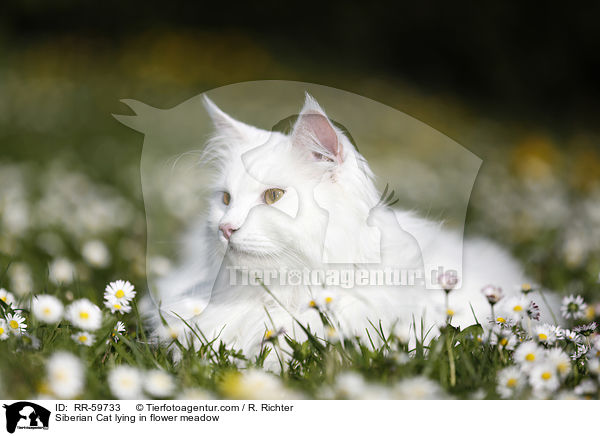 Sibirische Katze liegt in Blumenwiese / Siberian Cat lying in flower meadow / RR-59733