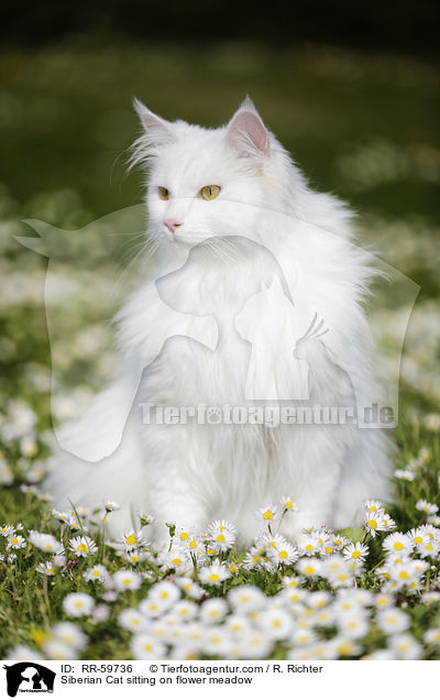 Sibirische Katze sitzt in Blumenwiese / Siberian Cat sitting on flower meadow / RR-59736