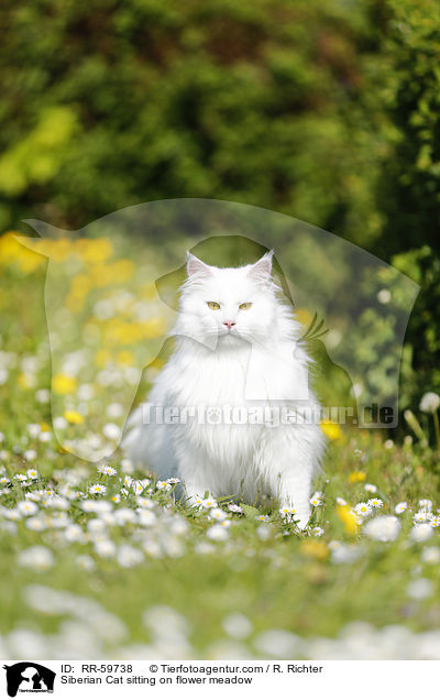 Sibirische Katze sitzt in Blumenwiese / Siberian Cat sitting on flower meadow / RR-59738