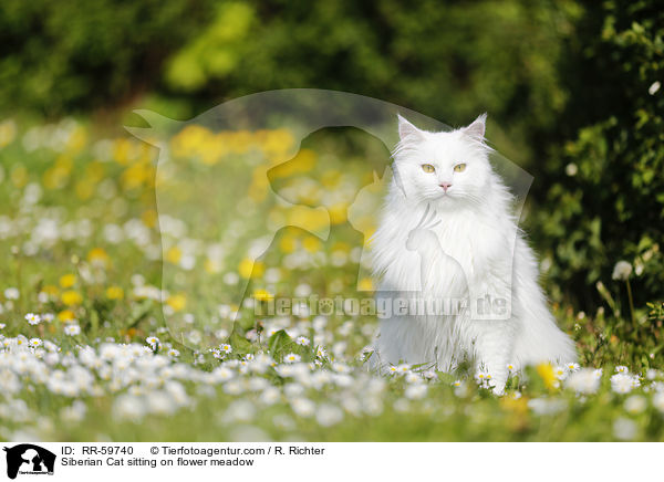 Sibirische Katze sitzt in Blumenwiese / Siberian Cat sitting on flower meadow / RR-59740