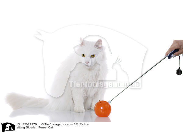 sitzende Sibirische Katze / sitting Siberian Forest Cat / RR-87970