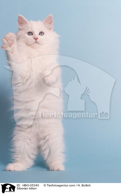 Siberian kitten / HBO-05340