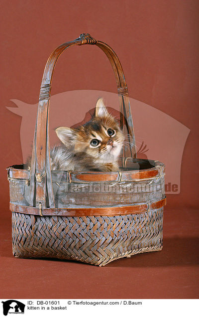Ktzchen im Krbchen / kitten in a basket / DB-01601