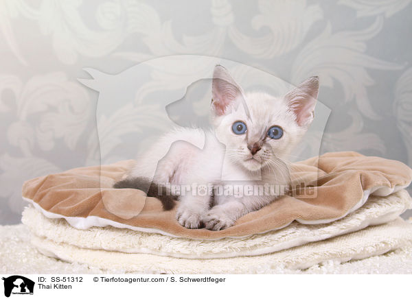 Thai Kitten / SS-51312