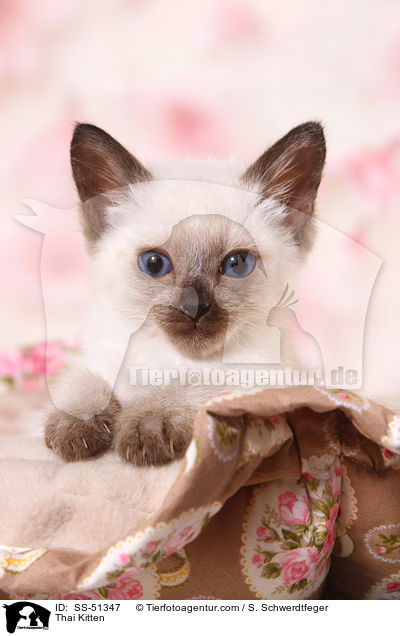 Thai Kitten / SS-51347