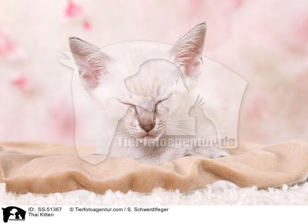 Thai Kitten / SS-51367
