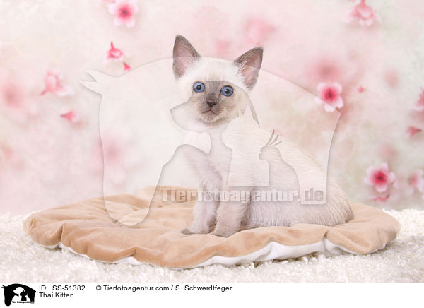 Thai Kitten / SS-51382