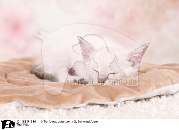 Thai Kitten / SS-51386