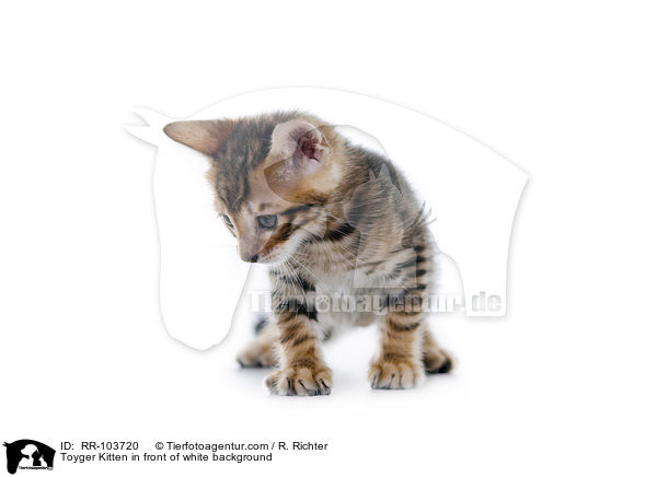 Toyger Kitten in front of white background / RR-103720