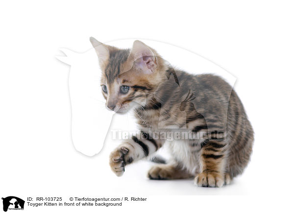 Toyger Ktzchen vor weiem Hintergrund / Toyger Kitten in front of white background / RR-103725
