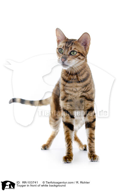 Toyger in front of white background / RR-103741