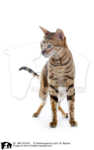 Toyger in front of white background / RR-103742