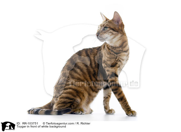 Toyger in front of white background / RR-103751