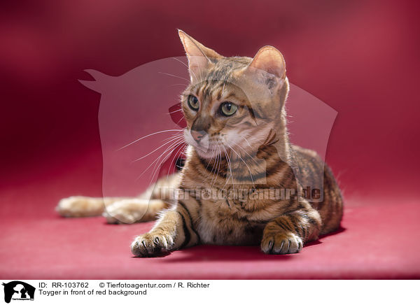 Toyger in front of red background / RR-103762