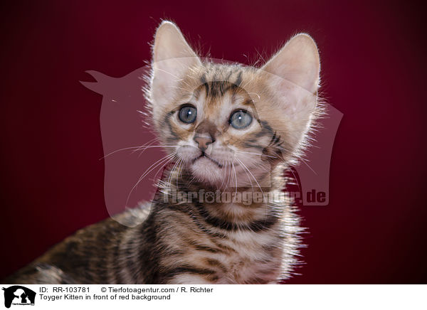 Toyger Kitten in front of red background / RR-103781