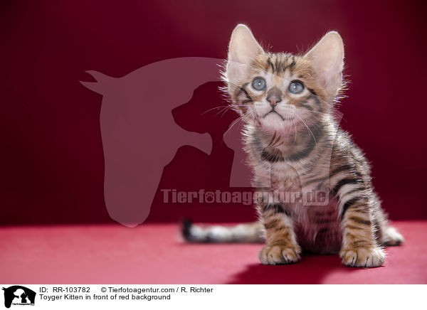 Toyger Kitten in front of red background / RR-103782