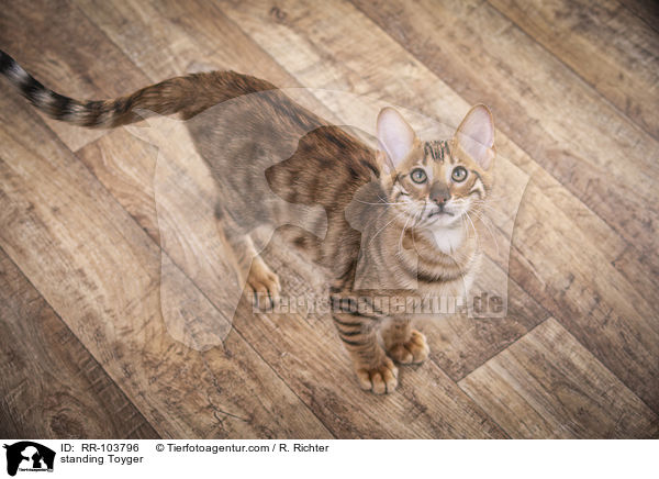 standing Toyger / RR-103796