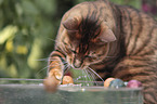 playing Toyger