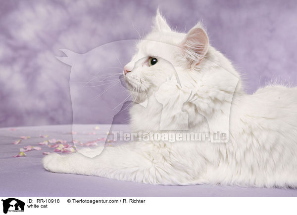 white cat / RR-10918