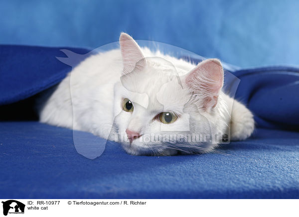 white cat / RR-10977