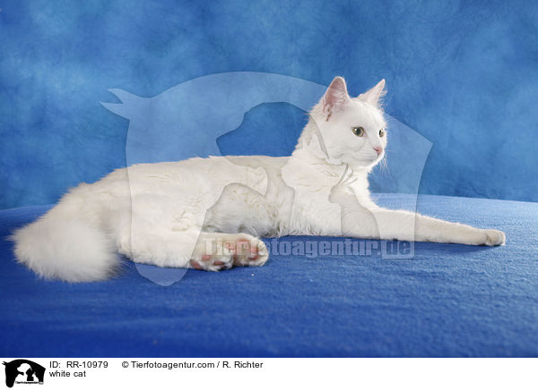 white cat / RR-10979