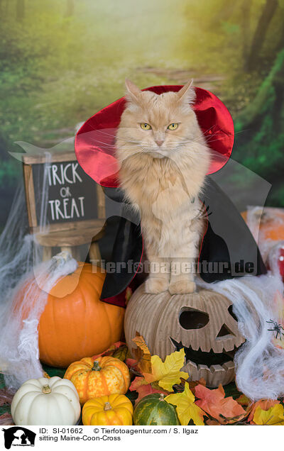 sitting Maine-Coon-Cross / SI-01662