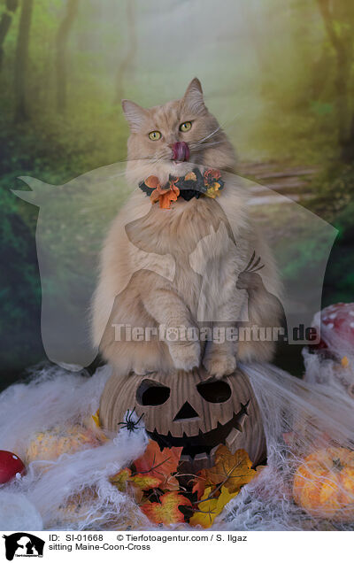 sitting Maine-Coon-Cross / SI-01668