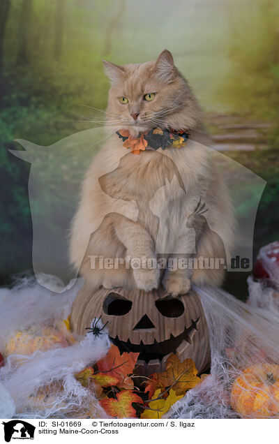 sitting Maine-Coon-Cross / SI-01669