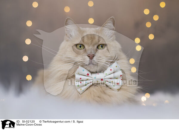 Maine-Coon-Mischling / Maine-Coon-Cross / SI-02120